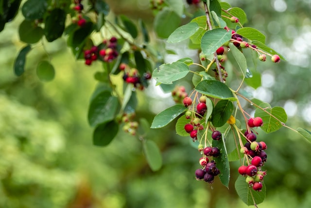 elderberry extract for immune health